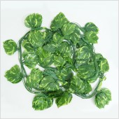 ��ǰ�̹���